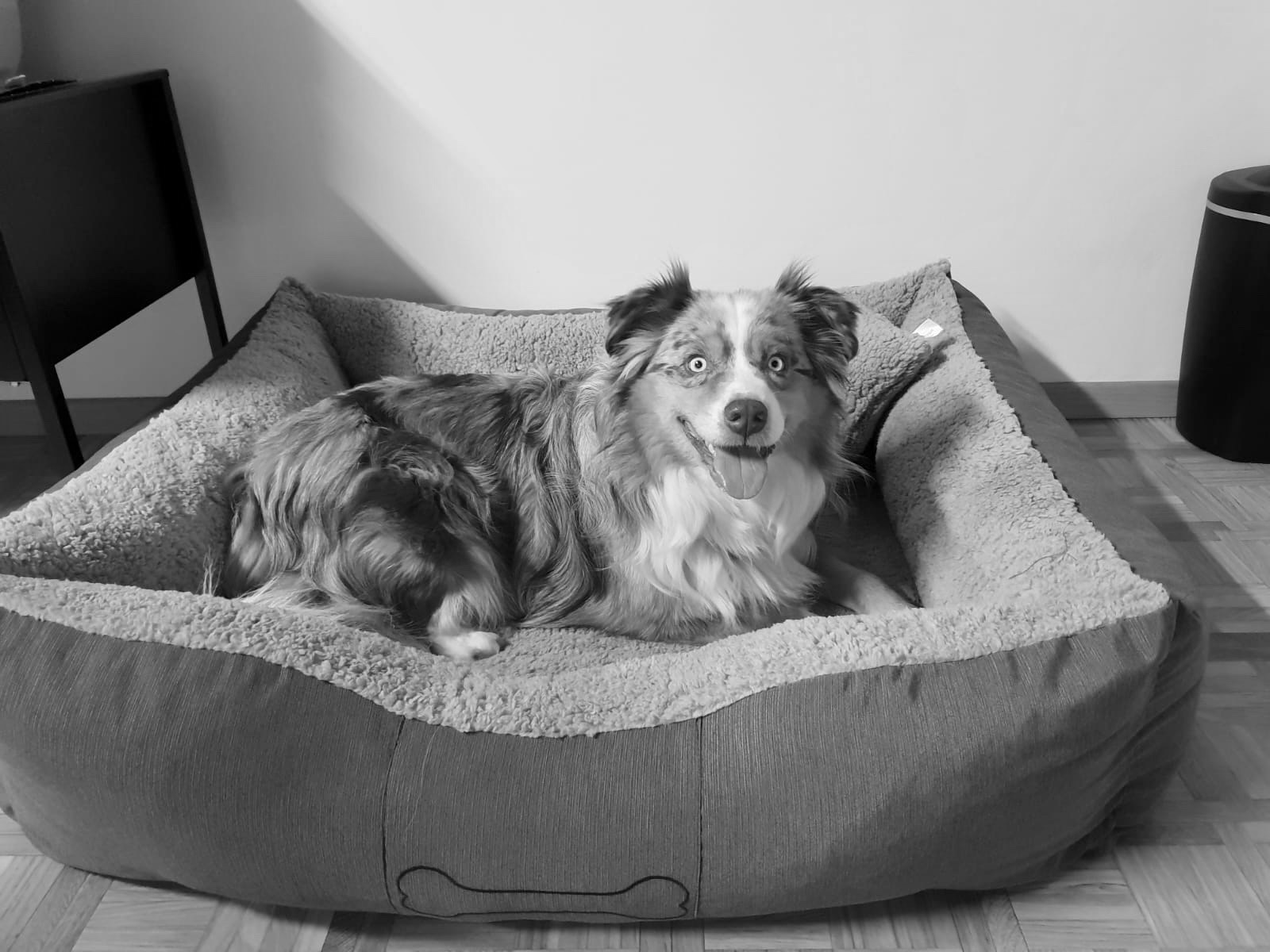 Unser Hund Caruso (Australian Shepherd) liegt in seinem Korb und lächelt in die Kamera.